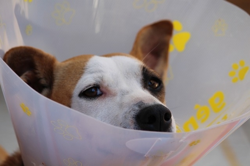 Tratamento de Feridas em Animais Santa Efigênia - Tratamento de Feridas Cutâneas em Cães e Gatos