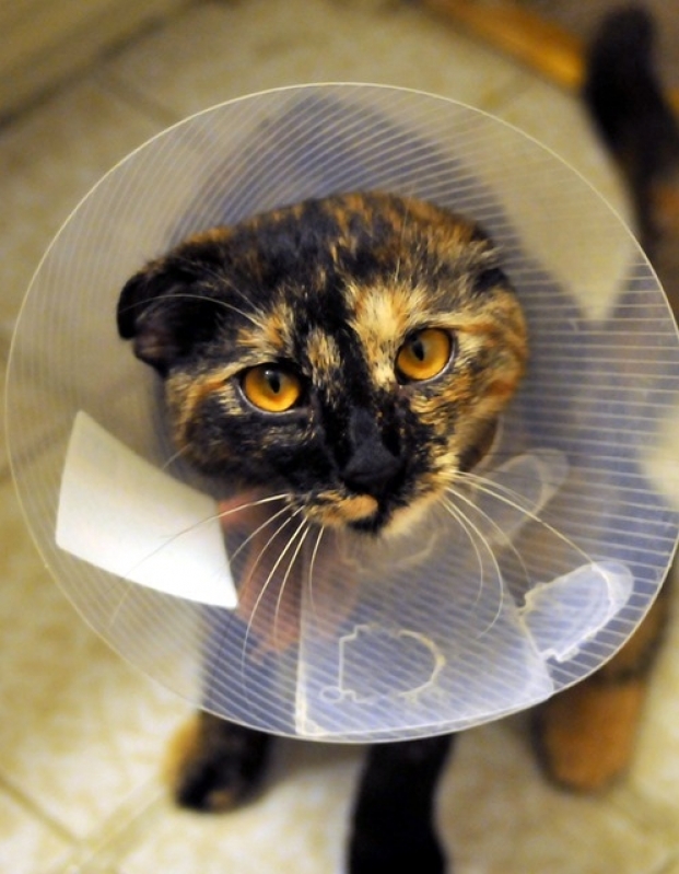 Tratamento de Feridas em Cães e Gatos Preço São Domingos - Tratamento de Feridas Abertas em Gatos