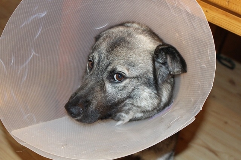 Tratamento de Feridas em Cães e Gatos Valor Luz - Tratamento para Feridas em Cães