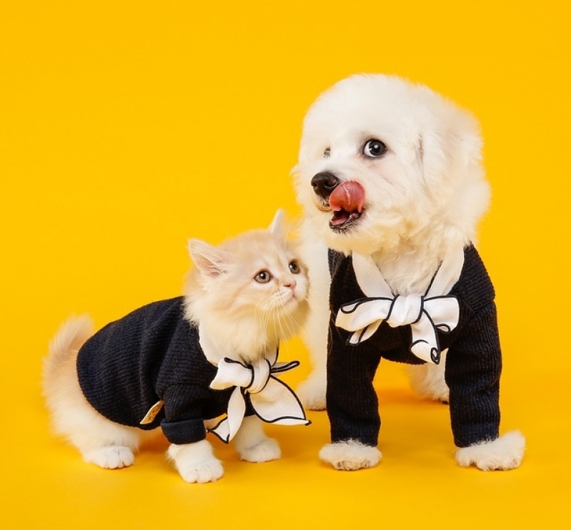 Tratamento de Feridas em Grandes Animais Vila Guilherme - Tratamento de Feridas em Cães e Gatos