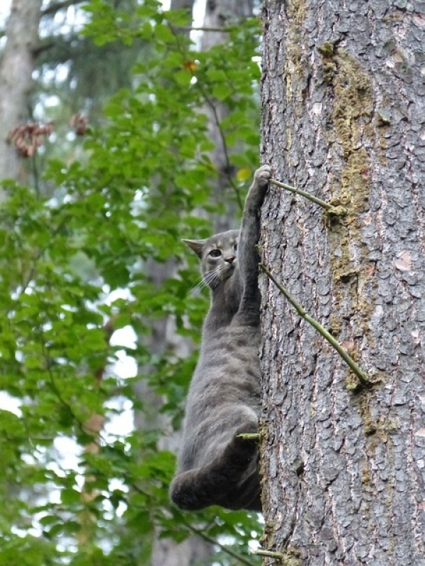 Tratamento de Feridas em Pequenos Animais Preço Jardim Marajoara - Tratamento de Feridas em Cães e Gatos