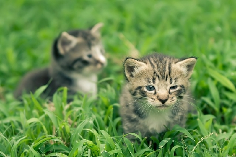 Tratamento de Feridas em Pequenos Animais Valor Santana - Tratamento de Feridas Abertas em Cães