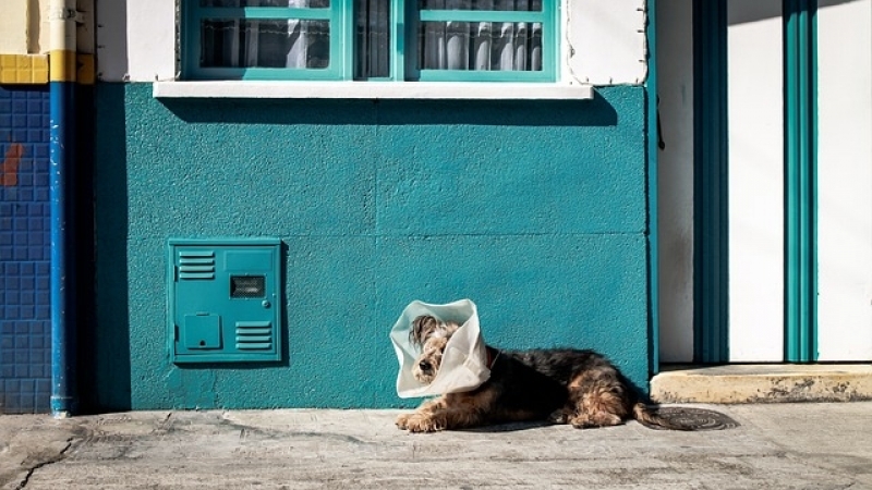 Tratamento para Feridas em Cães Preço Água Branca - Tratamento de Feridas Abertas em Gatos