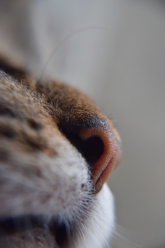 Tratamento para Feridas em Gatos Preço São Mateus - Tratamento de Feridas em Animais Domésticos