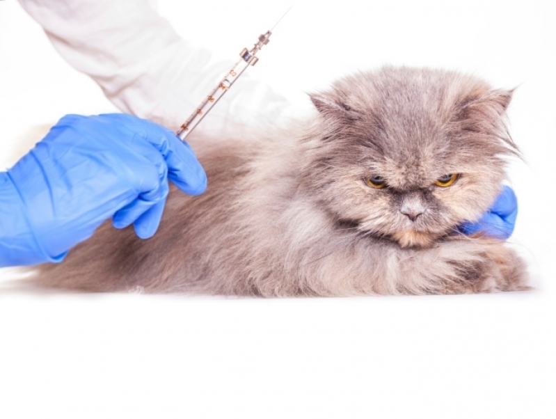 Vacina Antirrábica Gatos Jabaquara - Vacina Gato Caroço