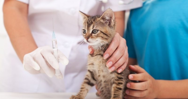 Vacina Coriza Gatos Preço Alto da Lapa - Vacina Gato Câncer