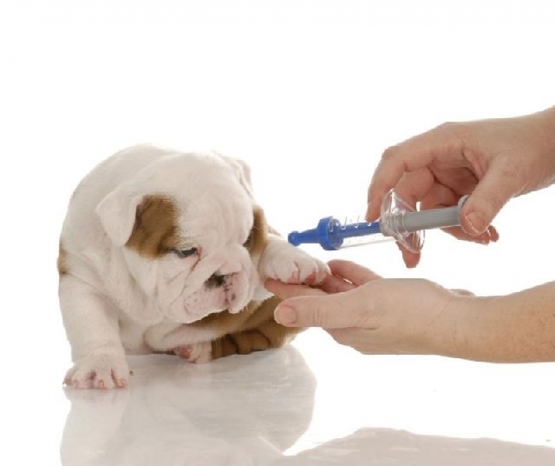 Vacina em Cachorro Preço Popular Praça da Arvore - Vacinação de Cães