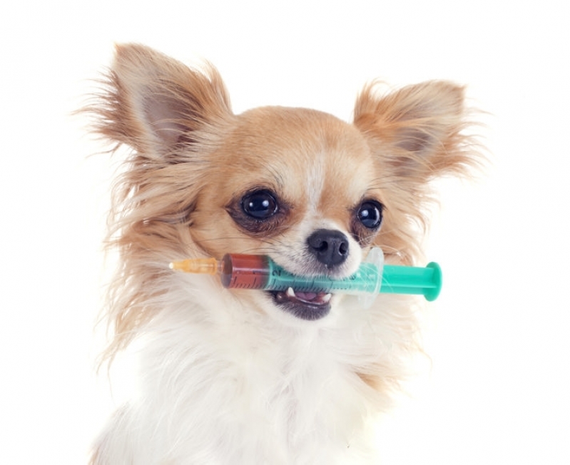 Vacinação a Domicílio para Animais Valor Brooklin - Vacinação para Cães em Domicílio