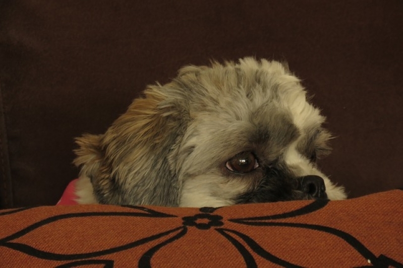 Vacinação em Animais a Domicílio Valor Vila Curuçá - Vacinação em Animais de Companhia