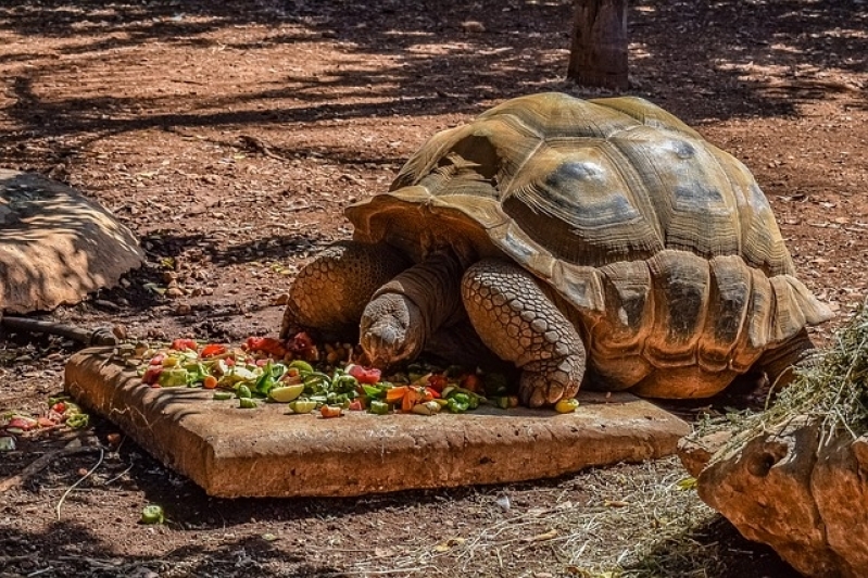 Vacinação em Animais Exóticos Parque São Lucas - Vacinação para Animais em Casa