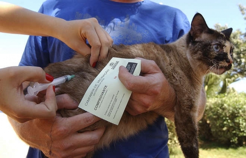 Vacinação em Animais Preço Jardim São Luiz - Vacinação para Gatos em Casa