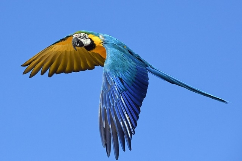 Vacinação em Animais Silvestres Valor Ibirapuera - Vacinação em Animais