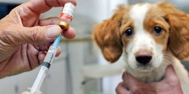 Vacinação em Animais Valor Santo Amaro - Vacinação em Animais de Companhia