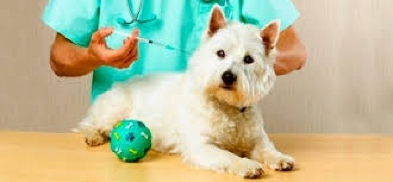 Vacinação em Animais Consolação - Vacinação em Animais Domésticos