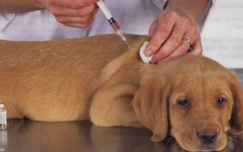 Vacinação em Cachorros Valor Lauzane Paulista - Vacina V8
