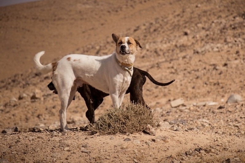 Vacinação em Cachorros Vila Pompeia - Vacinas para Cães