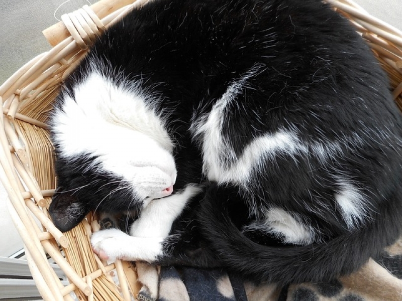 Vacinação para Animais em Casa Preço Ermelino Matarazzo - Vacinação em Animais de Companhia