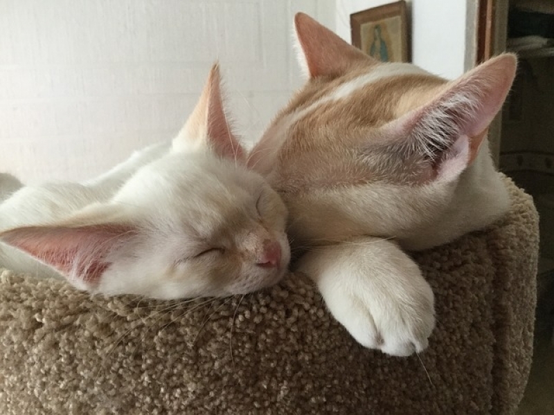 Vacinação para Animais em Casa Jardim São Luiz - Vacinação em Animais Domésticos