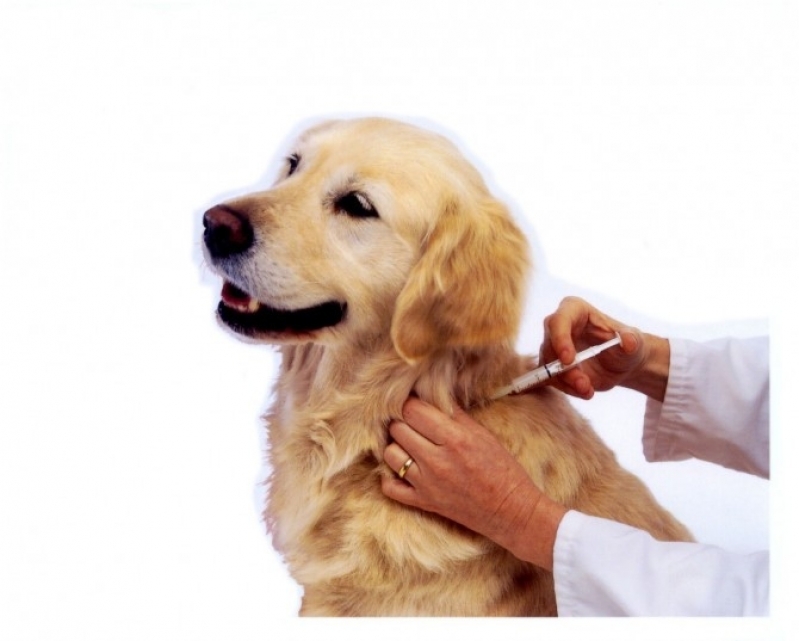 Vacinação para Cães em Domicilio Valor Pacaembu - Vacinação para Cães em Domicílio