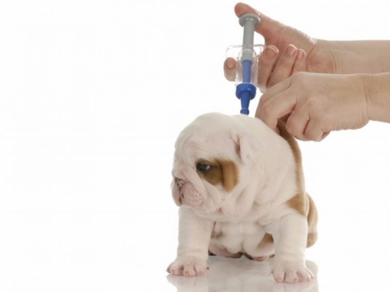 Vacinas em Cachorros Filhotes Valor Belém - Vacina para Cachorro Filhote