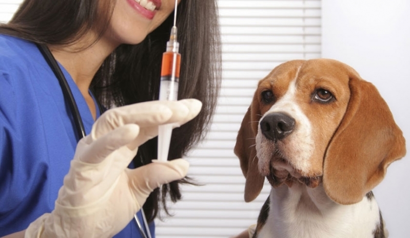 Vacinas em Cachorros Valor Pedreira - Vacina V8