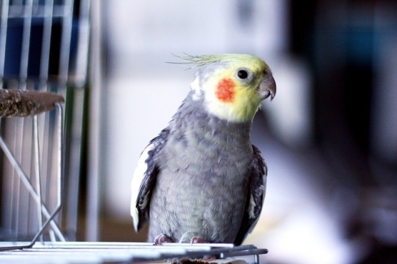 Veterinário Aves Preço Cidade Dutra - Veterinário para Hamster