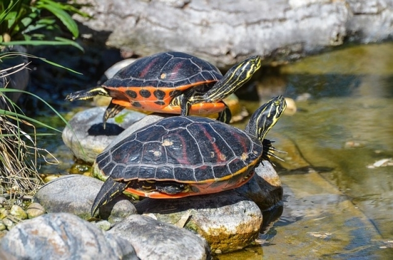 Veterinário Aves Valor Água Funda - Veterinário de Aves