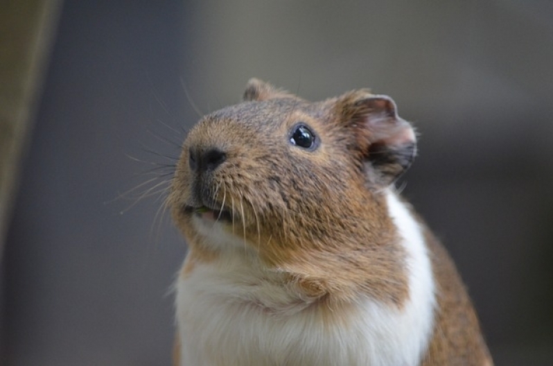 Veterinário para Hamster Preço Jaçanã - Veterinário de Aves