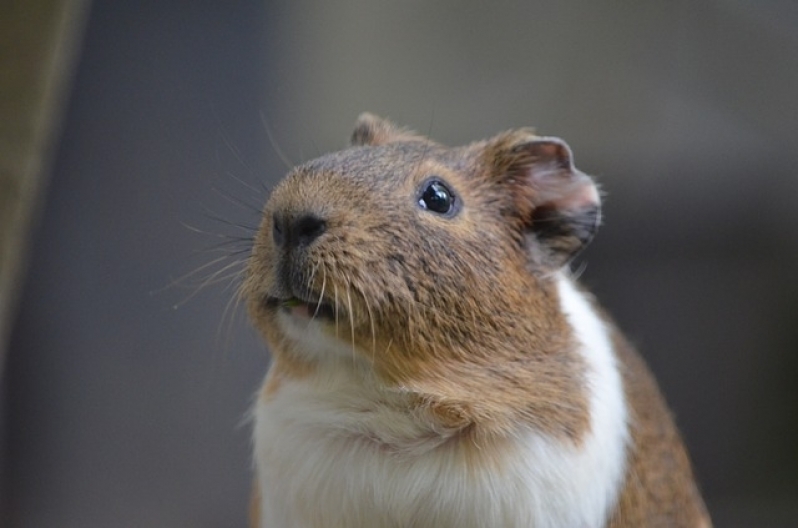 Veterinário para Hamster Preço Vila Sônia - Veterinário Animais Exóticos