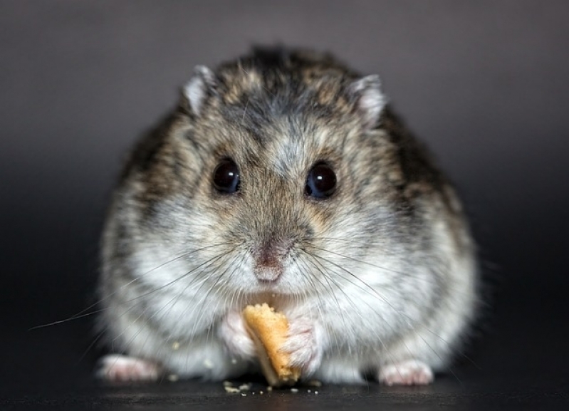 Veterinário para Hamster Interlagos - Veterinário de Pássaros