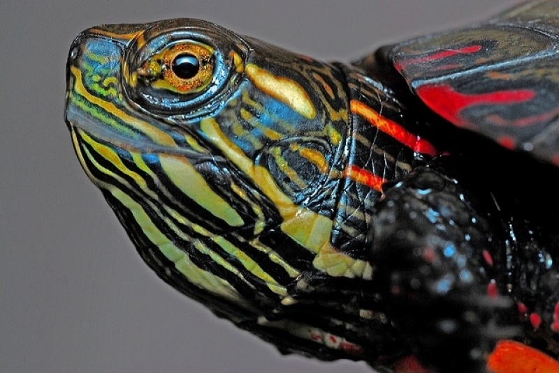 Veterinário Silvestre Valor Cidade Dutra - Veterinário para Aves